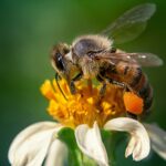 Aula de la naturaleza: Charla “Abejas y medioambiente” y cata de productos de la colmena
