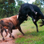 Conoce Extremadura "Ganadería Talavante"