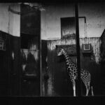 Exposición "Zoocosis" - Estela de Castro