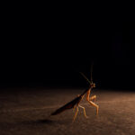 Exposición:  ‘Where fireflies unfold’ - Oskar Alvarado