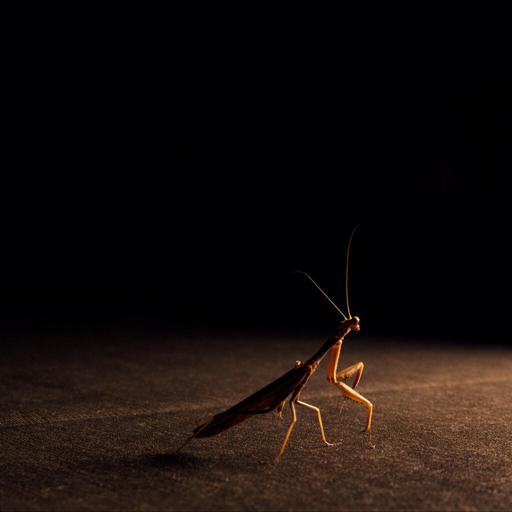 Exposición:  ‘Where fireflies unfold’ - Oskar Alvarado