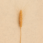 Presentación de libro "Puerto de Espigas" de Francisco Rangel