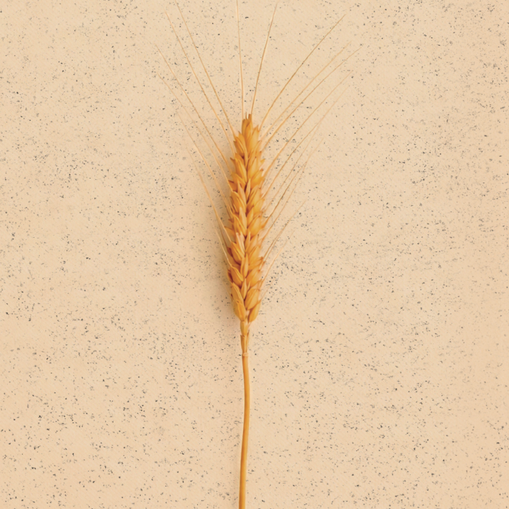 Presentación de libro "Puerto de Espigas" de Francisco Rangel